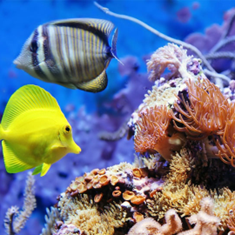 آکواریوم-آنتیکآکواریوم-اصفهان