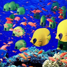 آکواریوم-آنتیکآکواریوم-اصفهان