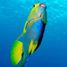 آکواریوم-آنتیکآکواریوم-اصفهان