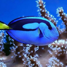 آکواریوم-آنتیکآکواریوم-اصفهان