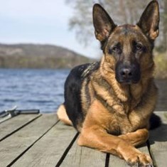 پکیج-تربیتی-رفتار-شناسی-سگ-نگهبان