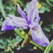 الیکسیر-عطار-آیریس-چایپر-Elixir-attar-Iris-Chypre