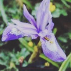 الیکسیر-عطار-آیریس-چایپر-Elixir-attar-Iris-Chypre