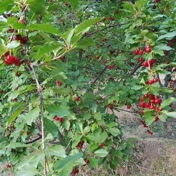 فروش-چهار-دیواری