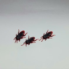 سوسک-ژله-ای-هر-بسته-2-عدد