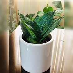 سانسوریا-پایه-کوتاه