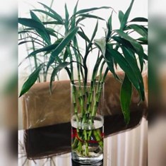 گل-بامبو-به-همراه-گلدان-شیشه-ای