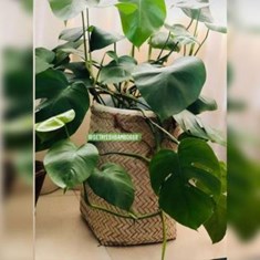 گل-برگ-انجیری