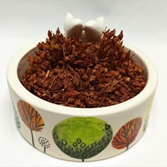 تخم-هوفاریقون