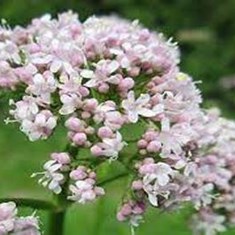 valeriana-officinalis