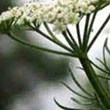 foeniculum-vulgare