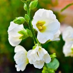 althaea-officinalis