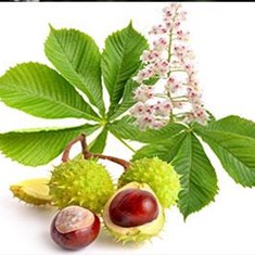aesculus-hippocastanum