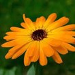 calendula-officinalis-l