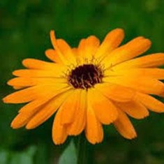 calendula-officinalis-l
