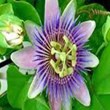 passion-flowers