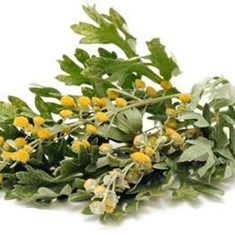 Heliopsis-helianthoides