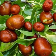 ziziphus-jujuba