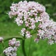 Valeriana-officinalis