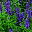 salvia-officinalis