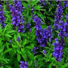 salvia-officinalis