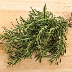 Rosmarinus-officinalis