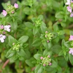 thymus-vulgaris