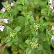 Thymus-vulgaris