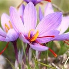 crocus-sativussaffron-crocus