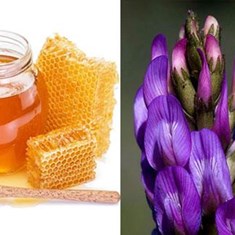 عسل-گون-گلسن