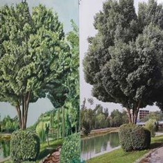 Tree-painting-in-Isfahan