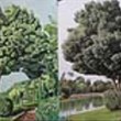 نقاشی-درختی-از-اصفهان