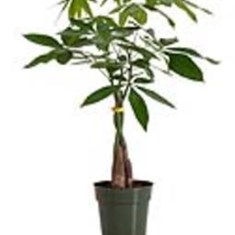 پاچیرادرخت-پول