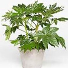 آرالیای-برگ-پهن-ژاپنی