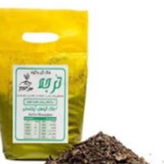 خاک-بنفشه-آمریکایی