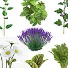 بذر-گیاهان-دارویی