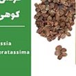 کرفس-کوهی