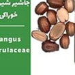 جاشیر-شیرین-خوراکی
