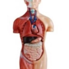 نیم-تنه1-2-با-نمایش-ماهیچه