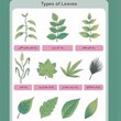 پوستر-انواع-برگ-ها