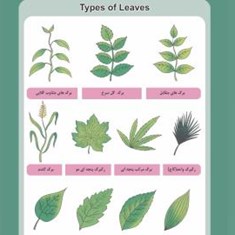 پوستر-انواع-برگ-ها