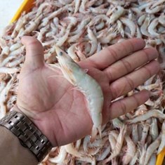 میگو-سر-تیز-بزرگ