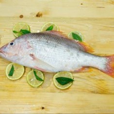 ماهی-سرخو-بندری