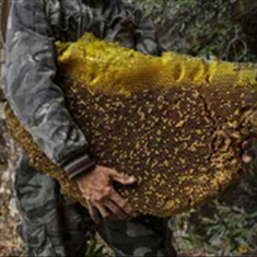 عسل-کوهستان-یا-عسل-وحشی