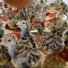 جوجه-یکروزه-بوقلمون-برنز-آمریکایی