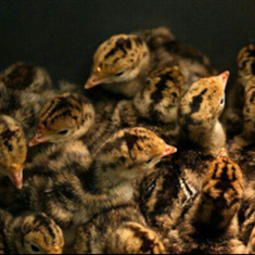 تجهیزات-صدرا