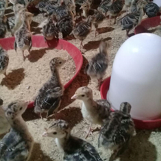 جوجه-یک-روزه-بوقلمون