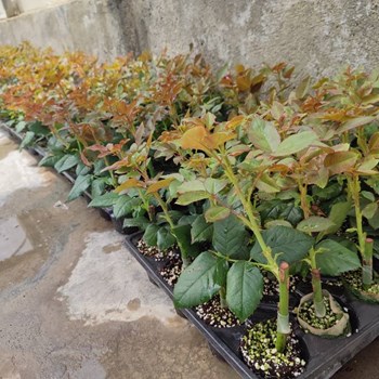 اطلاعات-بیشتر