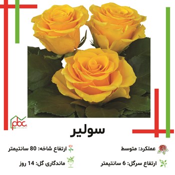 رز-رنگی