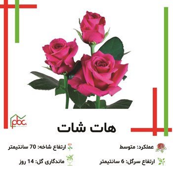 رز-رنگی
